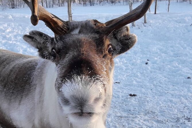Snowmobile Safari to Lake Inari, meet & feed Reindeers, Lunch - Transfers, Time on the Water Ice, and Small-Group Comfort