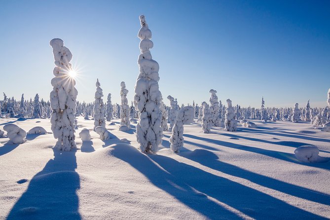 Snowshoe Trip in the Forest - Timing: choosing 10 AM vs 2 PM