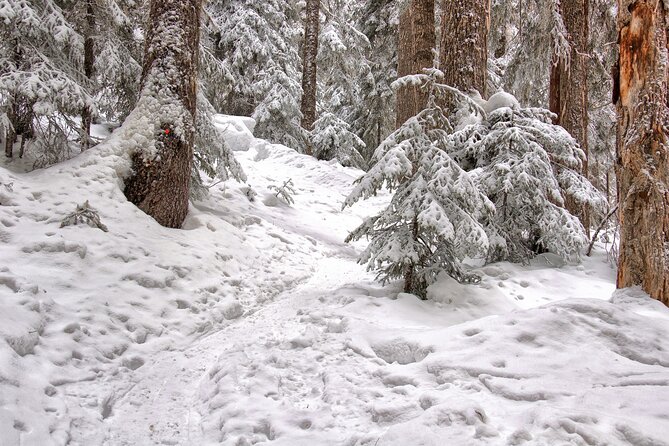 Snowshoeing tour with Wild Lunch - Who should book this snowshoeing with Wild Lunch?