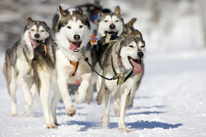 Snowy Trails 10km Husky Safari from Rovaniemi - Where this 10 km husky safari really shines in Lapland