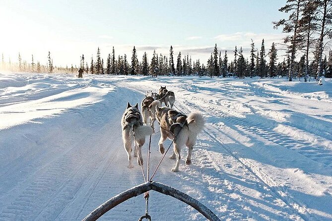 Snowy Trails 10km Husky Safari from Rovaniemi - The husky farm briefing: what you learn before you ride