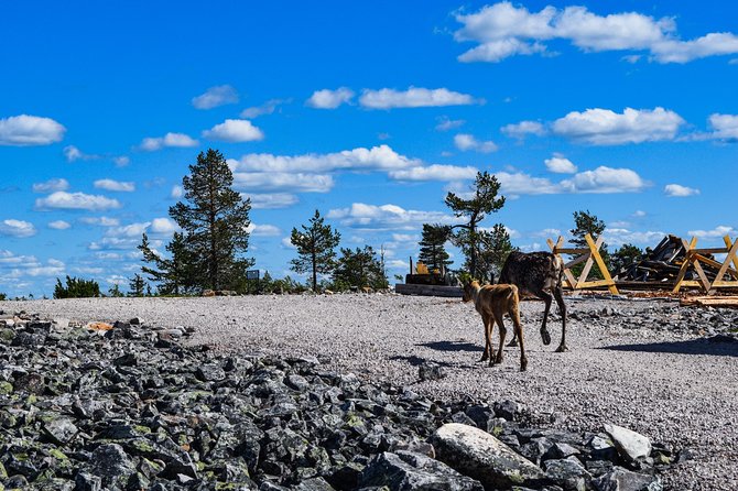 Trip to Pyhä-Luosto National Park and Amethyst Mine - Lampivaara Amethyst Mine: Stories First, Then You Dig