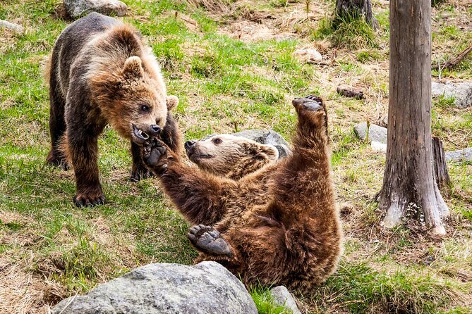 Trip to Ranua Wildlife Park - Lunch and Winter Gear: How the Tour Keeps You Warm and Focused