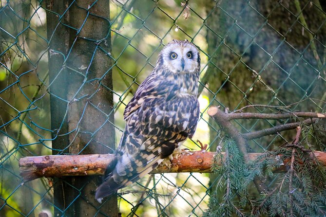 Trip to Ranua Wildlife Park - The Guide Factor: What You Get From Daniel and Anna