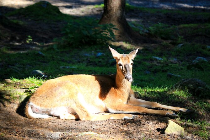 Trip to Ranua Wildlife Park - Who This Ranua Trip Is Best For