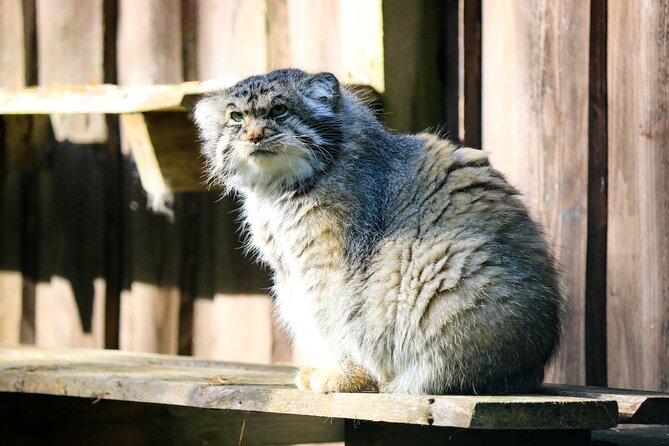 Trip to Ranua Wildlife Park - Should You Book the Ranua Wildlife Park Tour?
