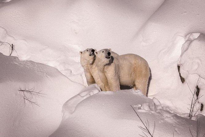 Visit To Ranua Zoo - Ranua Zoo and why it feels different than most Arctic stops