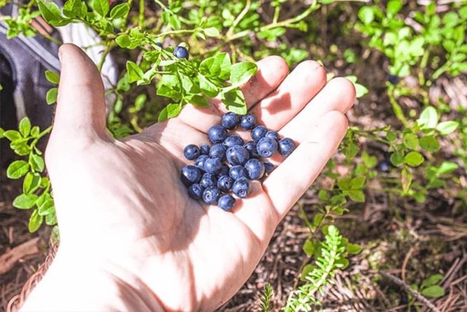 Wild Berries and Mushroom picking tour - The 3-Hour Flow: Pickup, Forest Walk, Picking Time