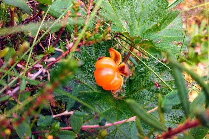 Wild Berries and Mushroom picking tour - Mushroom and Berry Safety: What You Learn Matters Most