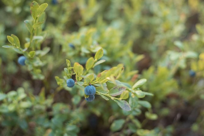 Wild Berries and Mushroom picking tour - Who This Tour Fits Best (And Who Might Skip It)