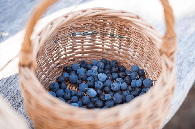 Wild Berries and Mushroom picking tour - Price and Value: Why $104 Can Feel Fair