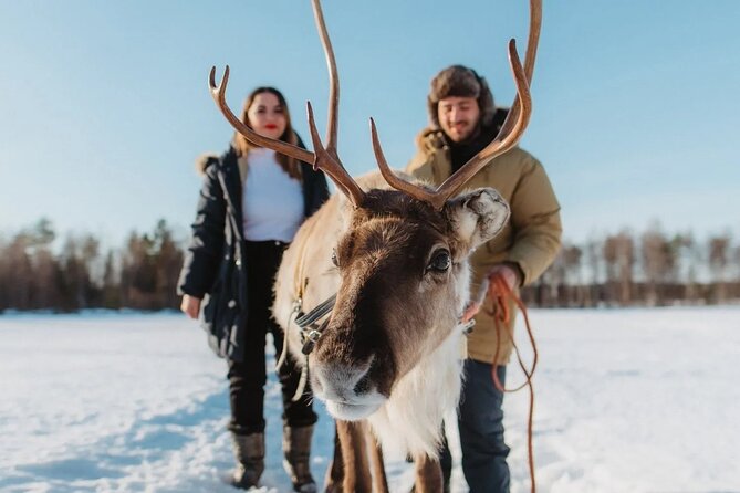 Wild Reindeers Safari + Lunch in Glass Igloo (private service) - Key highlights worth your attention