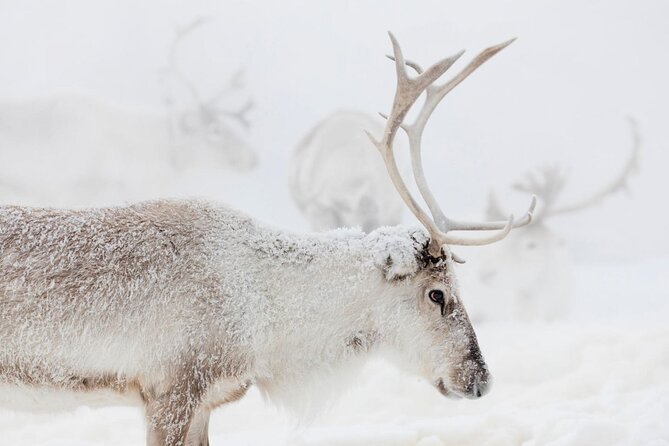 Wild Reindeers Safari + Lunch in Glass Igloo (private service) - Pickup and timing, plus the comfort advantages of a private van