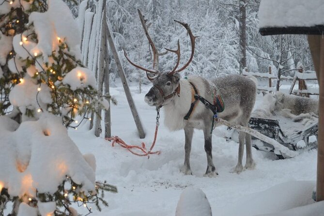 Wild Reindeers Safari + Lunch in Glass Igloo (private service) - Snow vehicle options: sled-style seating and snowmobile time