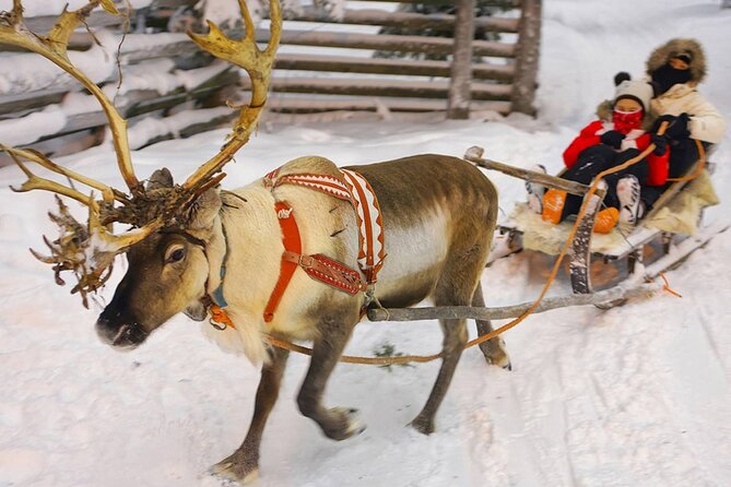 Wild Reindeers Safari + Lunch in Glass Igloo (private service) - Winter gear you do not have to rent twice