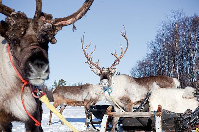 Wild Reindeers Safari + Lunch in Glass Igloo (private service) - Into the quiet woods, where reindeer set the pace