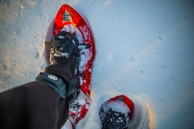 Wilderness snowshoe adventure - Getting from Rovaniemi into the forest fast, with pickup help