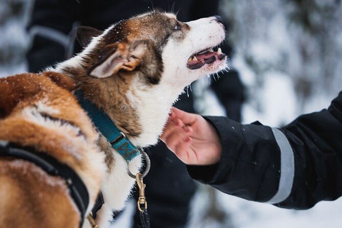 Winter highlights: Snowmobile, Arctic Animals And Santa<code>s Village – Key things to know before you go’ /></p>
<ul>
<li><strong>A full winter gear package is included</strong>, so you do not have to overthink what to wear in Rovaniemi cold</li>
<li><strong>Reindeer sleigh and husky sleigh rides</strong> are short but meaningful, and they set the tone early</li>
<li><strong>You get a real 1-hour snowmobiling block</strong> on shared snowmobiles, not just a quick photo stop</li>
<li><strong>Santa Claus Village is genuinely free time</strong>, with Arctic Circle photo moments, post office visits, and shopping</li>
<li><strong>Mini-snowmobiling is set for kids under 140 cm</strong>, so check heights for the best fit</li>
</ul>
<div class="twil" style="margin: 20px 0; padding: 15px 0;"><p>Further snowmobile tracks out of Rovaniemi</p><ul style="margin: 10px 0; padding-left: 0; list-style: none;"><li style="margin: 0 0 12px 0; padding: 0 0 12px 0; border-bottom: 1px solid #eee; line-height: 1.4;"><a href="https://hellorovaniemi.com/rovaniemi-2-hour-snowmobiling-experience/">Rovaniemi: 2-Hour Snowmobiling Experience</a><br><span style="font-size: 0.82em; color: #555;"><span style="color: #0B7A52;">★</span> 4.6 &nbsp;&middot;&nbsp; 1,211 reviews</span></li><li style="margin: 0 0 12px 0; padding: 0 0 12px 0; border-bottom: 1px solid #eee; line-height: 1.4;"><a href="https://hellorovaniemi.com/rovaniemi-aurora-borealis-snowmobile-safari-with-campfire/">Rovaniemi: Aurora Borealis Snowmobile Safari with Campfire</a><br><span style="font-size: 0.82em; color: #555;"><span style="color: #0B7A52;">★</span> 4.3 &nbsp;&middot;&nbsp; 1,108 reviews</span></li><li style="margin: 0 0 12px 0; padding: 0 0 12px 0; border-bottom: 1px solid #eee; line-height: 1.4;"><a href="https://hellorovaniemi.com/rovaniemi-snowmobile-safari-reindeer-husky-sleigh-ride/">Rovaniemi: Snowmobile Safari, Reindeer & Husky Sleigh Ride</a><br><span style="font-size: 0.82em; color: #555;"><span style="color: #0B7A52;">★</span> 4.4 &nbsp;&middot;&nbsp; 940 reviews</span></li><li style="margin: 0; padding: 0; border-bottom: none; line-height: 1.4;"><a href="https://hellorovaniemi.com/rovaniemi-snowmobile-and-ice-fishing-adventure-with-lunch/">Rovaniemi: Snowmobile and Ice Fishing Adventure with Lunch</a><br><span style="font-size: 0.82em; color: #555;"><span style="color: #0B7A52;">★</span> 4.8 &nbsp;&middot;&nbsp; 879 reviews</span></li></ul></div><h2>Arctic Circle Highlights begin with the right kind of winter prep</h2>
<p>s Village – Arctic Circle Highlights begin with the right kind of winter prep’ /><br />
This tour is built around one goal: get you outside, moving, and comfortably warm. From the start, you get winter clothes and snowmobile gear like an overall, boots, socks, gloves, helmet, and a balaclava. That matters in Rovaniemi because dry cold can sneak in fast if you rely on your own layering.</p>
<p><p>I also like how the day is arranged so you are not shivering through the early minutes. Your snowmobile time comes with farm and village activities, so you will have warm moments in between rides. The tour runs from 9:00 am for about 7 hours, and it ends back where you started in Rovaniemi.</p>
</p>
<p><p>One small but practical point: the day is run by Arctic Circle Snowmobile Park, with a maximum group size of 40 travelers. That is big enough to feel lively, but small enough that you are not stuck waiting forever for basic gear checks.</p>
</p>
<h2>Reindeer and huskies, plus a farm lunch that keeps the day moving</h2>
<p><img width="667" height="446" decoding="async" src=